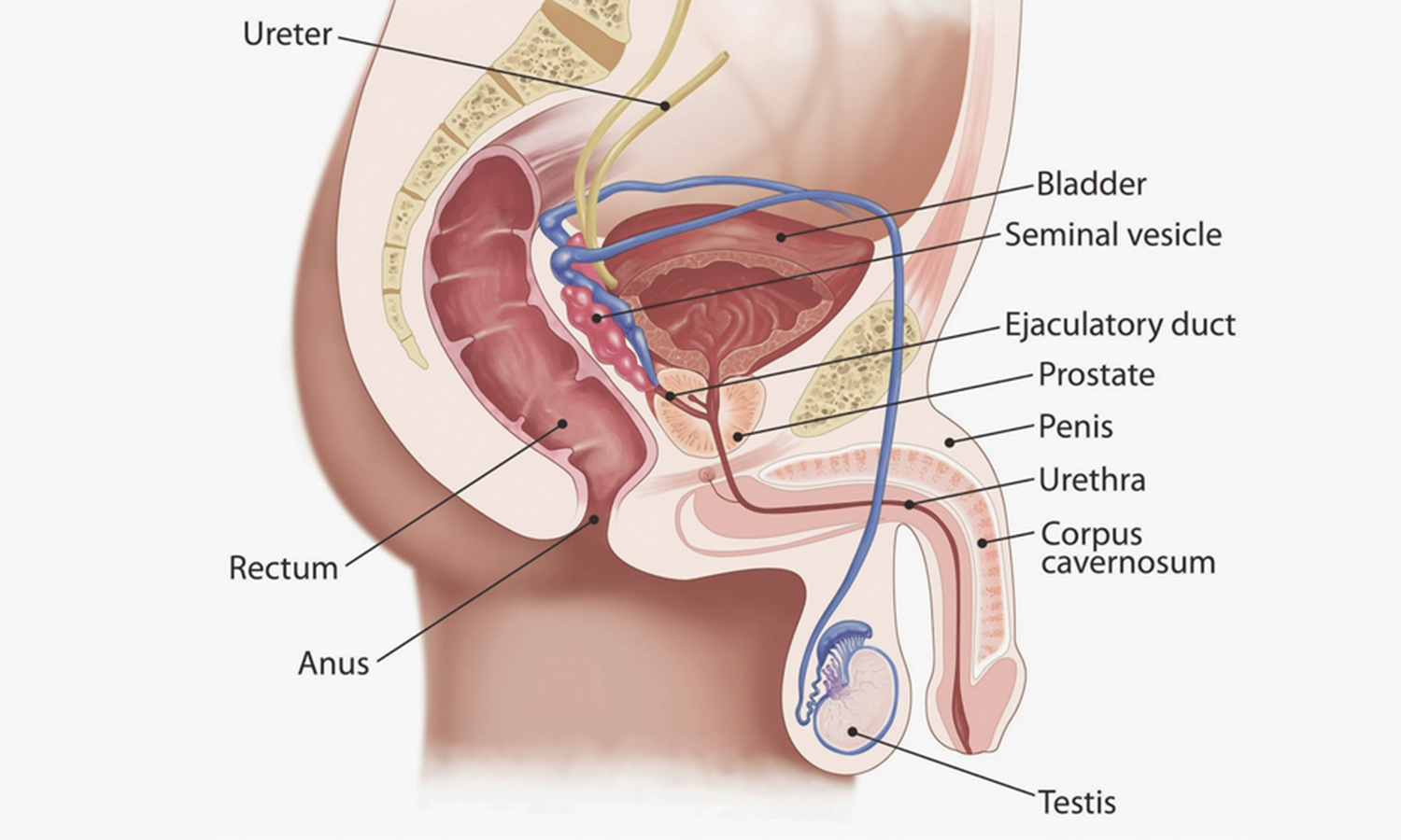 Anatomy Of Anal Sex